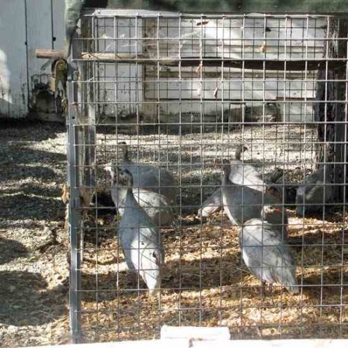 The Guinea Chronicles